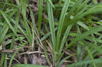 Thicket sedge